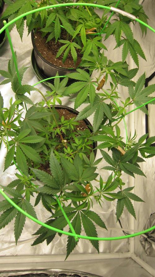 Kush Mints - Minty Flavor Hunt. Week 8 - Plant #3