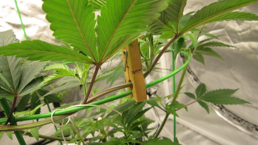 Kush Mints - Minty Flavor Hunt. Week 8 - Training the longer branches to go around the cage.