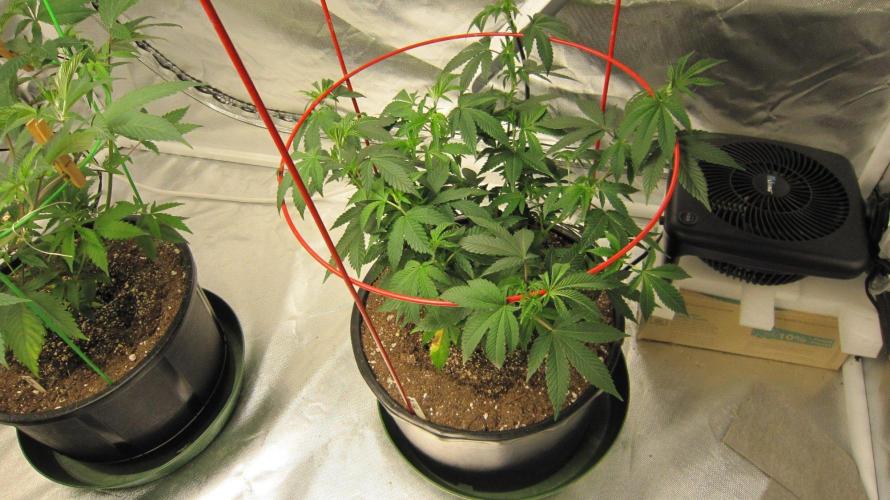 Kush Mints - Minty Flavor Hunt. Week 8 - Banana Gold Rush is the 4th plant in the tent.
