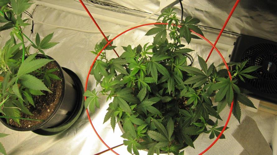Kush Mints - Minty Flavor Hunt. Week 8 - Banana Gold Rush. Seeing how it does inside