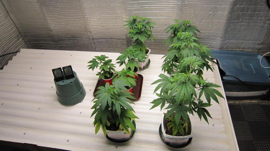 Grapes by UKHTA. Week 5 - Grapes - They are in a different grow room.