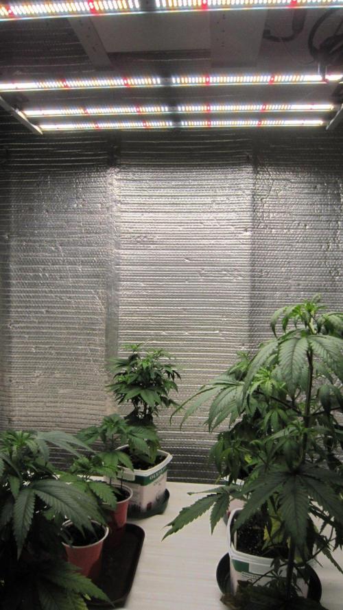 Grapes by UKHTA. Week 5 - Mars Hydro Light - FC-4800