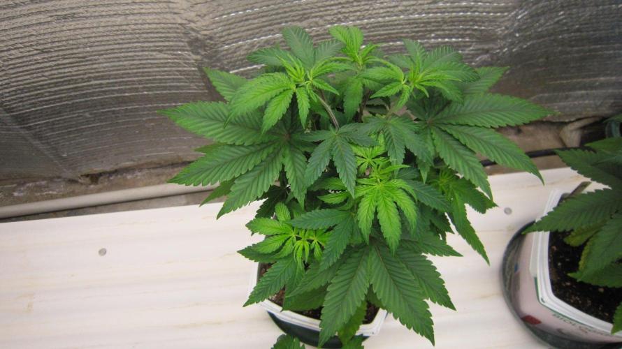 Grapes by UKHTA. Week 5 - Plant #1