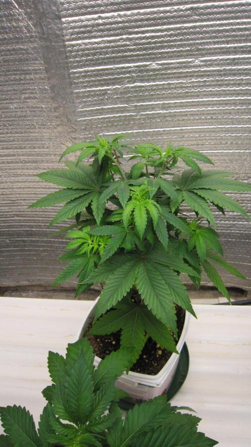 Grapes by UKHTA. Week 5 - Plant #1