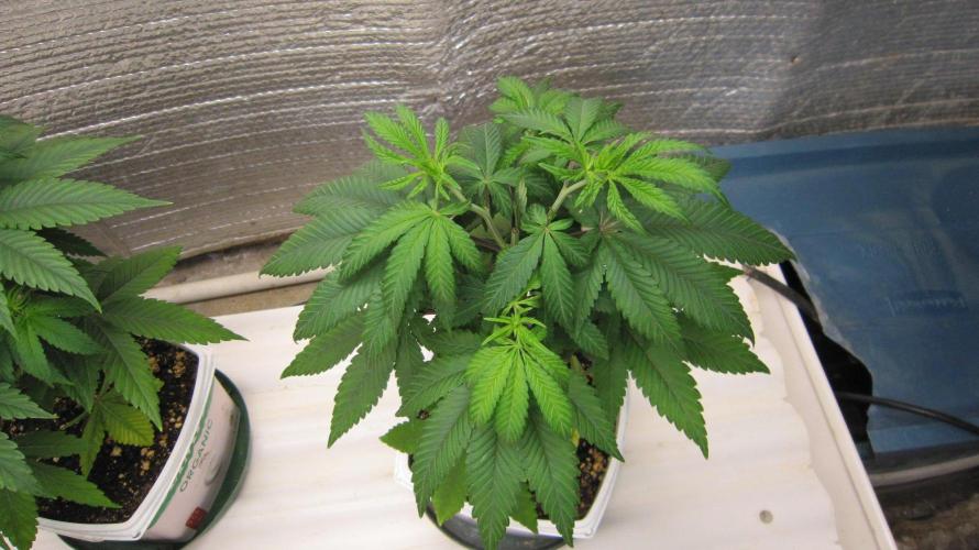 Grapes by UKHTA. Week 5 - Plant #2