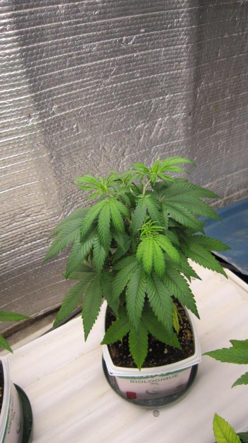 Grapes by UKHTA. Week 5 - Plant #2