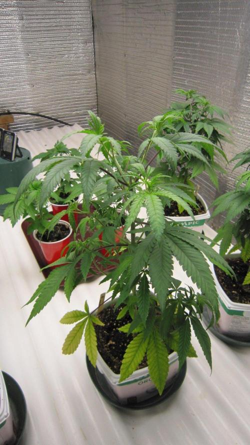Grapes by UKHTA. Week 5 - Plant #3