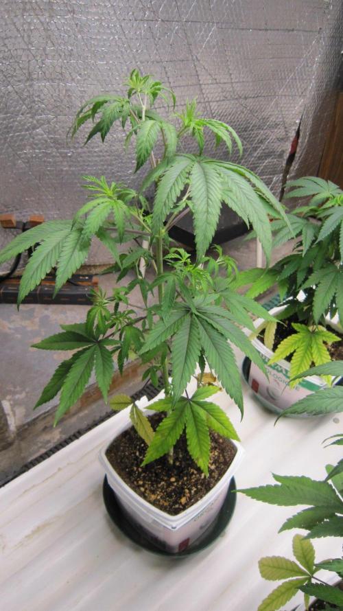 Grapes by UKHTA. Week 5 - Plant #4