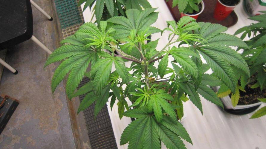 Grapes by UKHTA. Week 5 - Plant #4