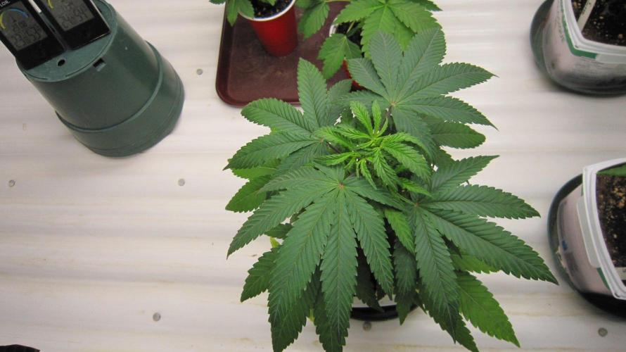 Grapes by UKHTA. Week 5 - Plant #5