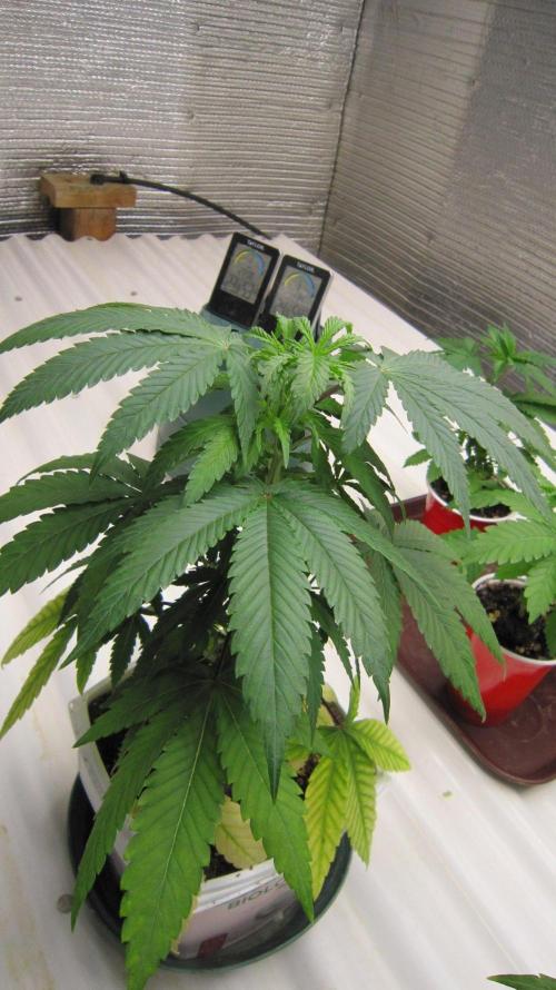 Grapes by UKHTA. Week 5 - Plant #5