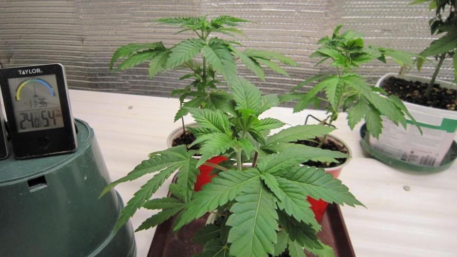 🦍Gorilla👩🏻‍🍳Cookies by Seed Stockers. Week 4 - Gorilla Cookies.
