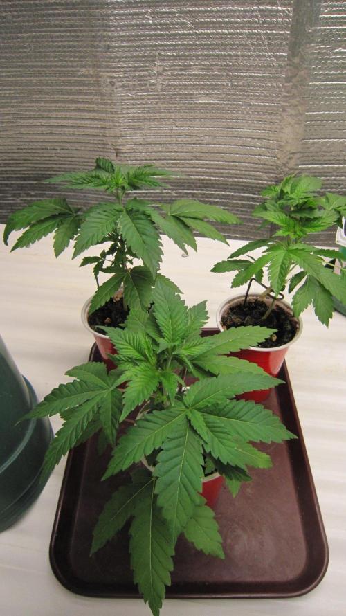 🦍Gorilla👩🏻‍🍳Cookies by Seed Stockers. Week 4 - Gorilla Cookies - GC