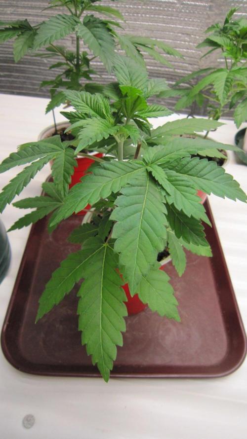 🦍Gorilla👩🏻‍🍳Cookies by Seed Stockers. Week 4 - Plant #1