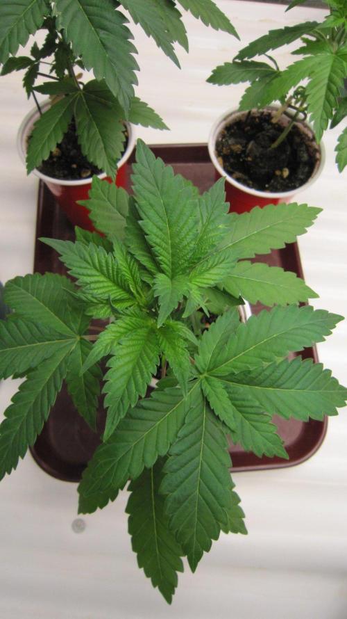 🦍Gorilla👩🏻‍🍳Cookies by Seed Stockers. Week 4 - Plant #1