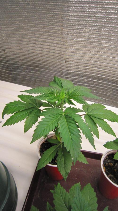🦍Gorilla👩🏻‍🍳Cookies by Seed Stockers. Week 4 - Plant #2