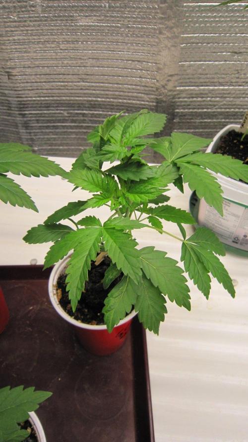 🦍Gorilla👩🏻‍🍳Cookies by Seed Stockers. Week 4 - Plant #3