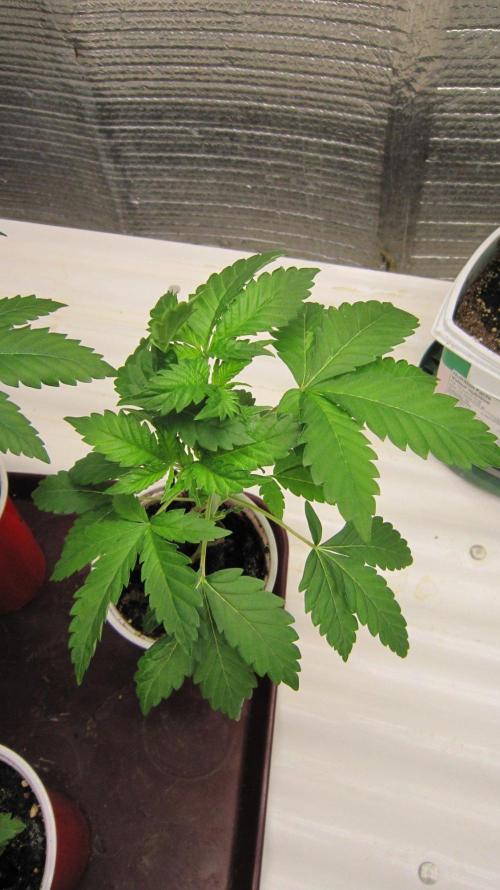 🦍Gorilla👩🏻‍🍳Cookies by Seed Stockers. Week 4 - Plant #3