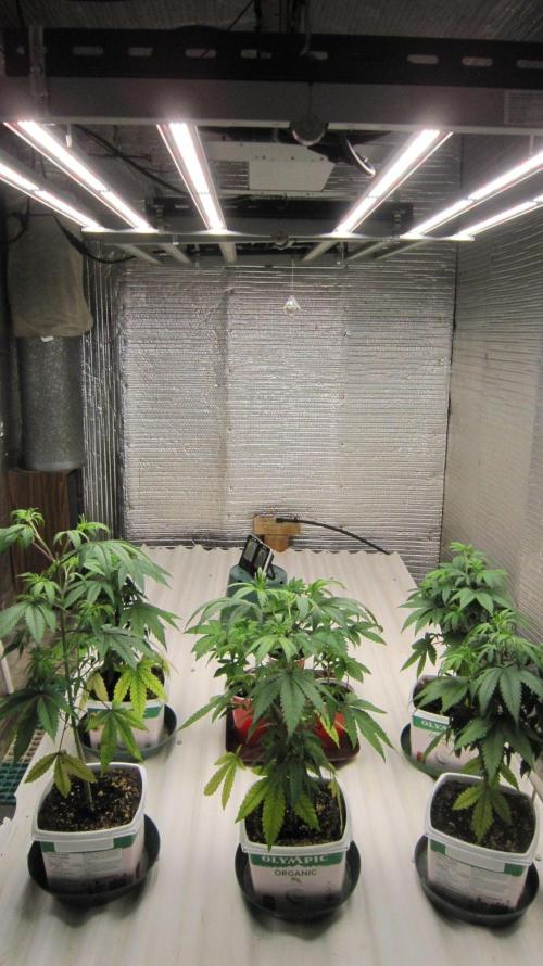 🦍Gorilla👩🏻‍🍳Cookies by Seed Stockers. Week 4 - North end - Room for 8... not too tall... plants.