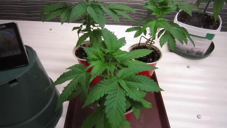 🦍Gorilla👩🏻‍🍳Cookies by Seed Stockers