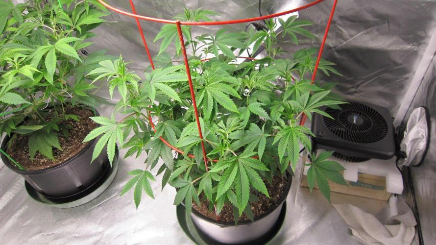 Kush Mints - Minty Flavor Hunt. Week 9 - Banana Gold Rush - BGR -