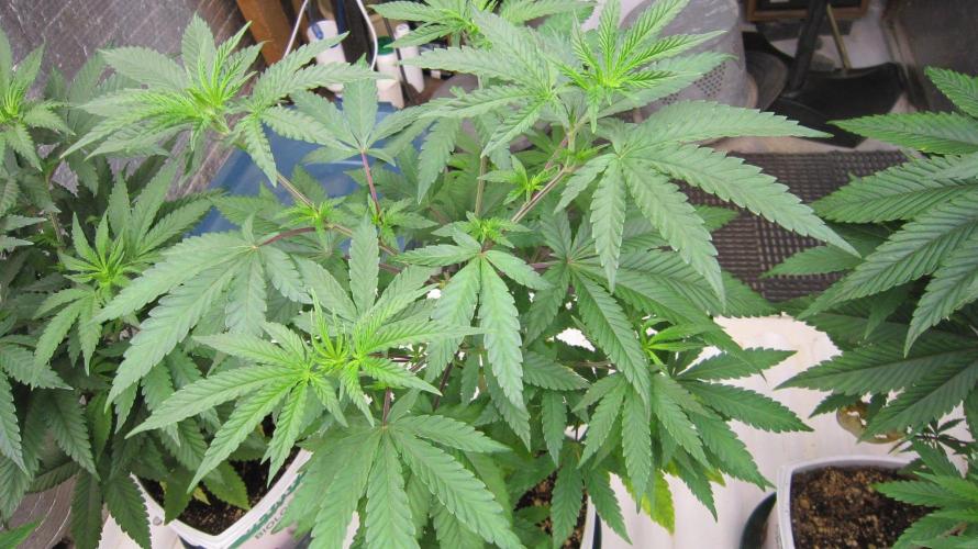 Grapes by UKHTA. Week 6 - Plant #3