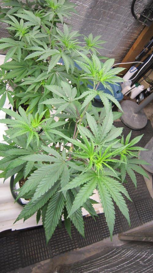 Grapes by UKHTA. Week 6 - Plant #4