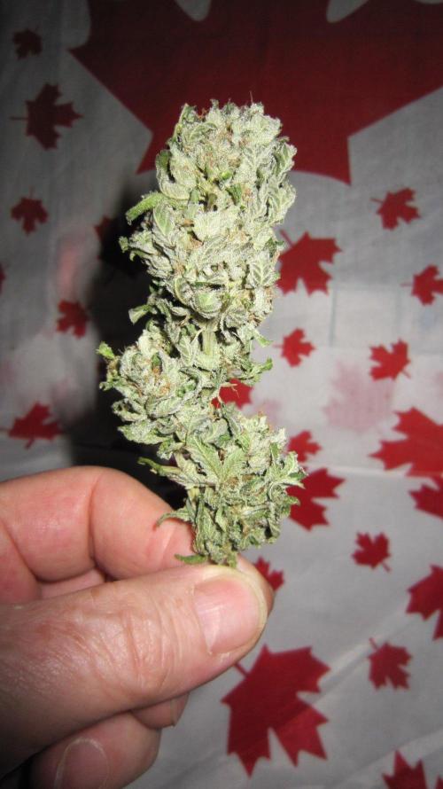 Gorilla Gelato - Ganja Seeds. Week 27 - GG - Nice Top Bud.