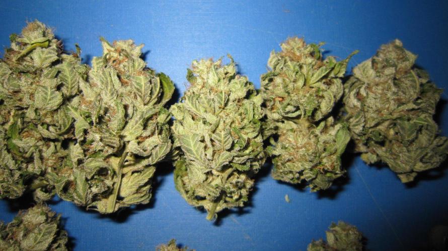 Gorilla Gelato - Ganja Seeds. Week 27 - GG - Wet trimmed, the leaves bend over the buds to protect them.