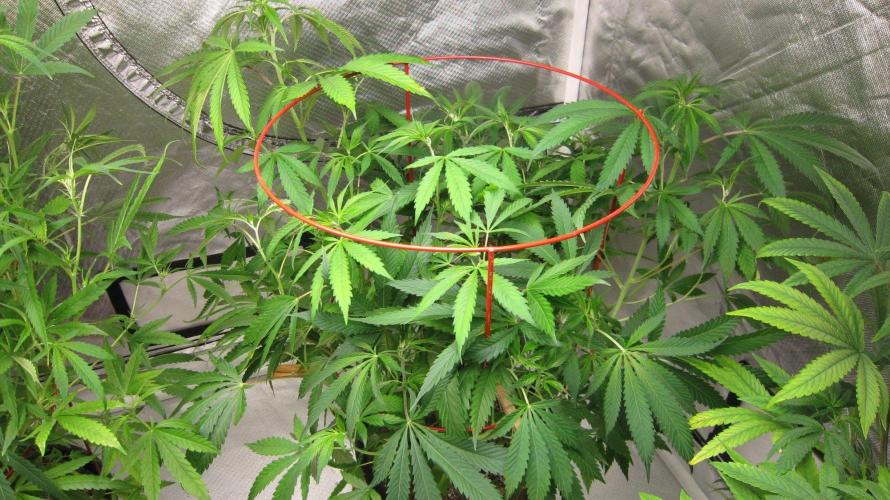 Mimosa - Breakfast, Wake-and-Bake. Week 10 - Plant #2