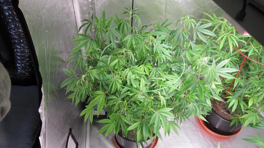 Mimosa - Breakfast, Wake-and-Bake. Week 10 - Runtz Mintz Cream - RMC