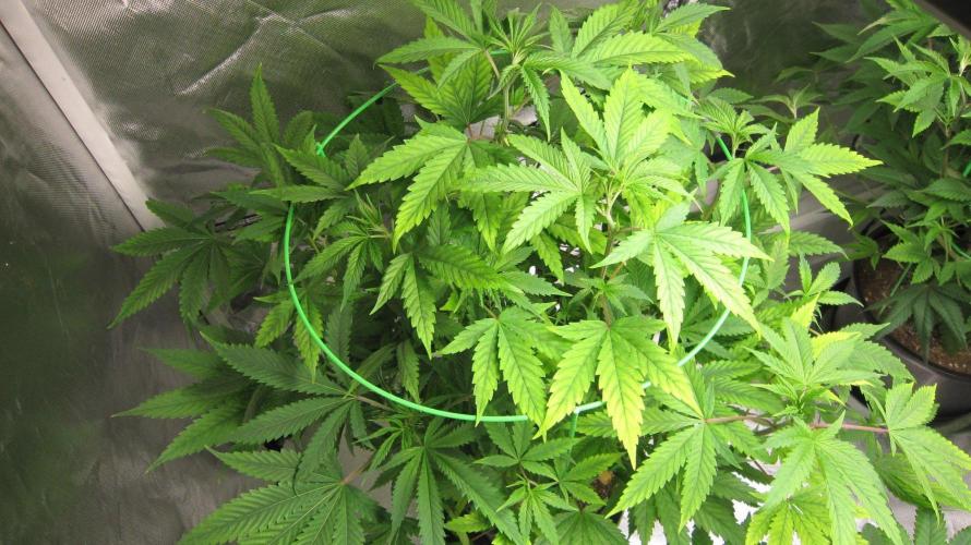 Kush Mints - Minty Flavor Hunt. Week 10 - Plant #2