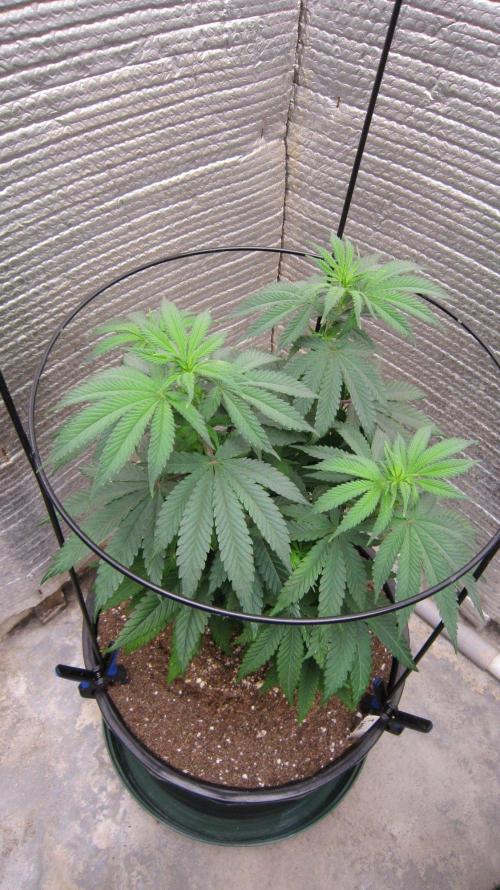 Grapes by UKHTA. Week 7 - Plant #2