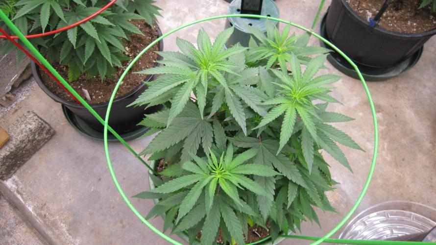 Grapes by UKHTA. Week 7 - Plant #5