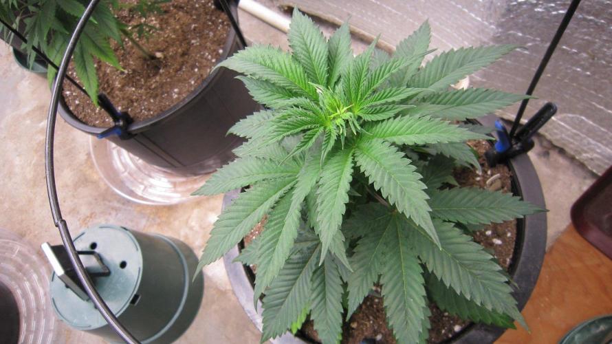 🦍Gorilla👩🏻‍🍳Cookies by Seed Stockers. Week 6 - Plant #3