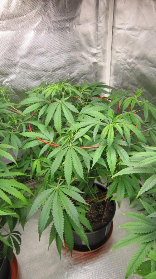Mimosa - Breakfast, Wake-and-Bake. Week 11 - Plant #2 - The longest branches got topped
