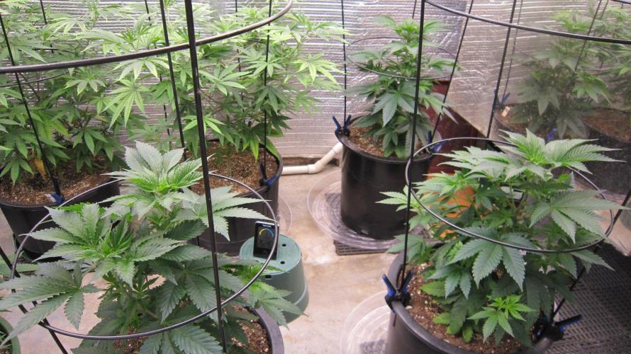 🦍Gorilla👩🏻‍🍳Cookies by Seed Stockers. Week 7 - Gorilla Cookies - 3 plants of -