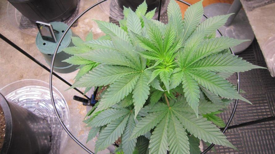 🦍Gorilla👩🏻‍🍳Cookies by Seed Stockers. Week 7 - Plant #2