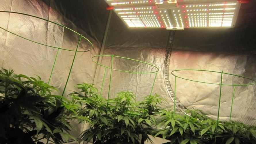 🍋 Lemon 🍊 Mandarin 😎 🤗 🤩. Week 9 - Spider farmer Light - SF-4000