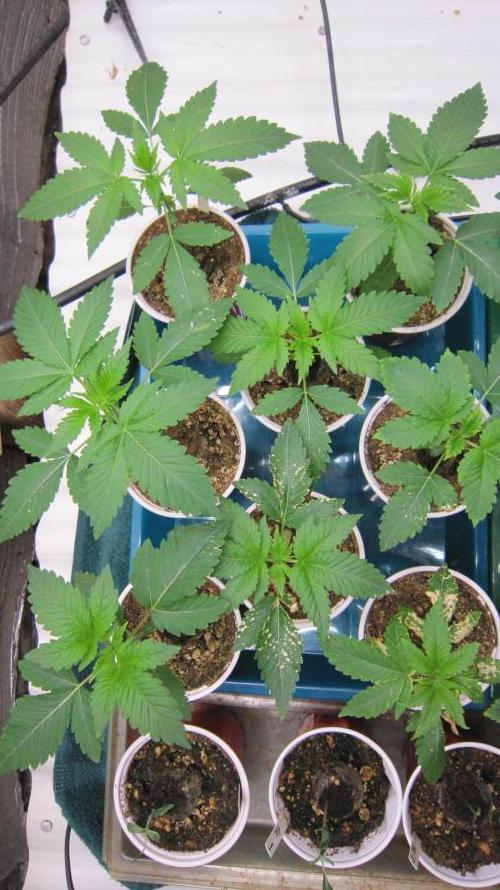 Runtz Mintz Cream by SnowShoe Joe. Week 3 - Plants 1 to 8 