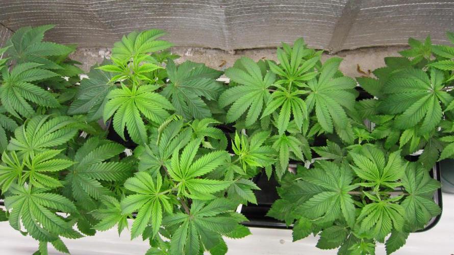 Runtz Mintz Cream by SnowShoe Joe. Week 6 - Plants 9 to 16