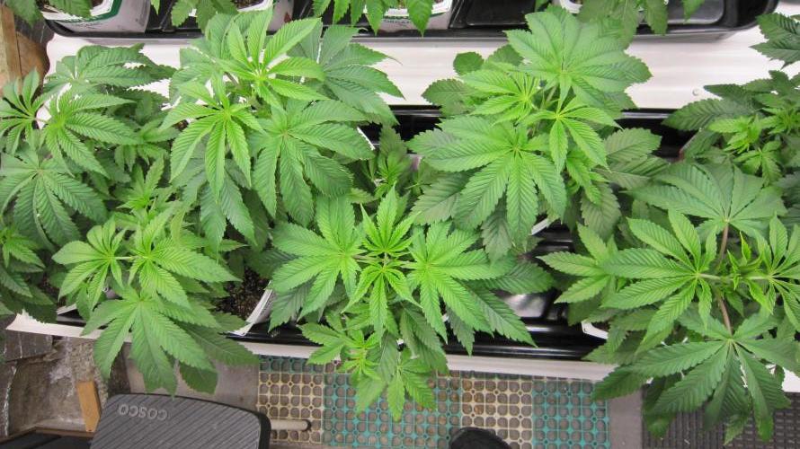Runtz Mintz Cream by SnowShoe Joe. Week 6 - Plants 1 to 8