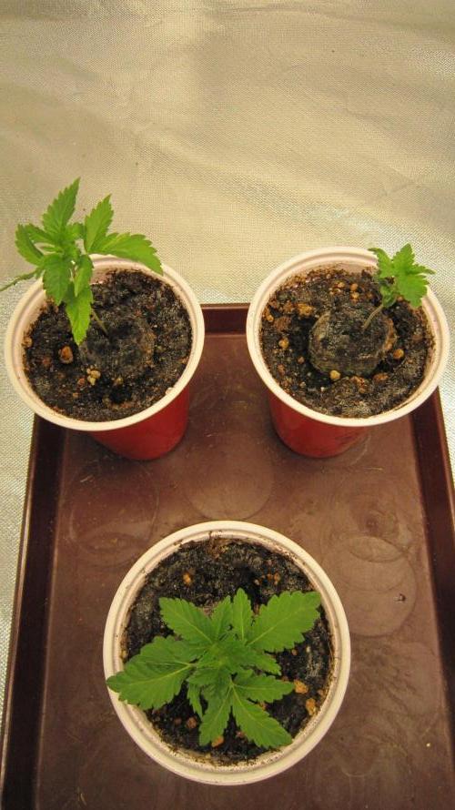 🦍Gorilla👩🏻‍🍳Cookies by Seed Stockers. Week 2 - All 3 are looking a bit better than last week. A few more leaves.