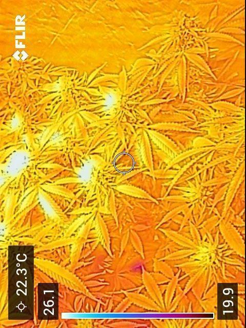 💪🔥⚡ Hulk OG - by IZI. Week 19 - Can't tell which way is up in this photo.