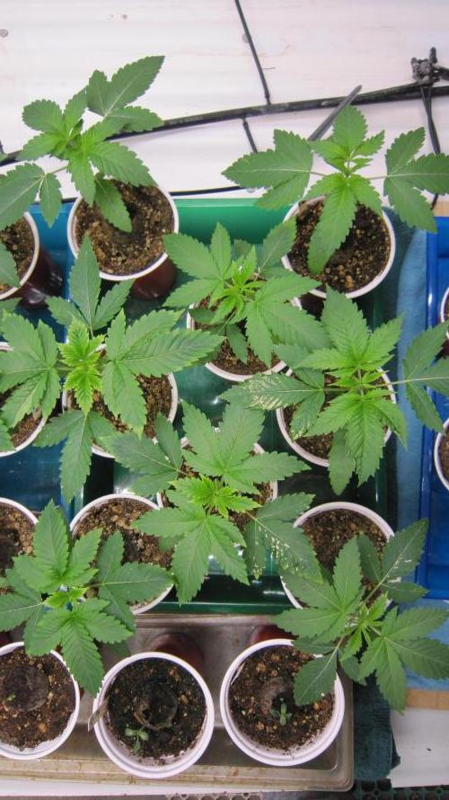 Runtz Mintz Cream by SnowShoe Joe. Week 3 - Plants 9 to 16