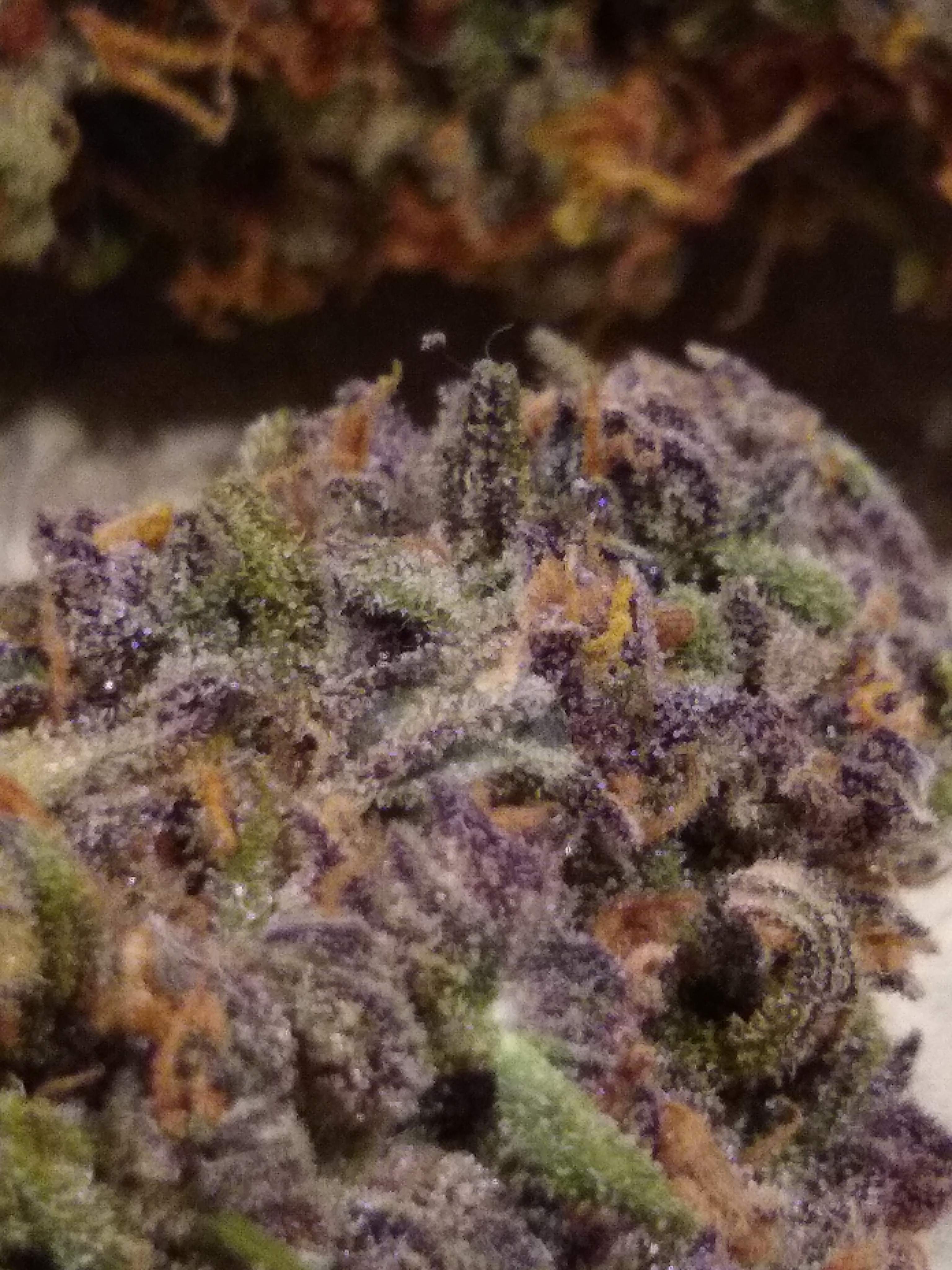 Fast Buds Strawberry Pie Auto grow diary (journal) harvest15 by