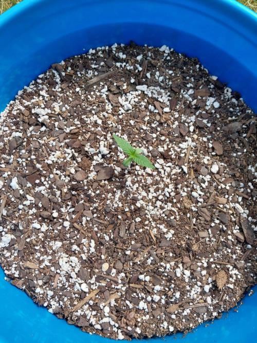 Mango sherbet auto. Week 1