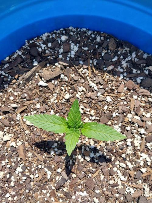 Mango sherbet auto. Week 2