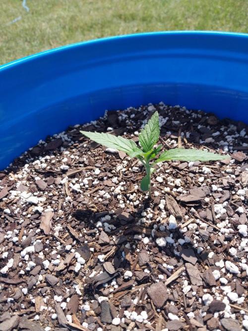 Mango sherbet auto. Week 2