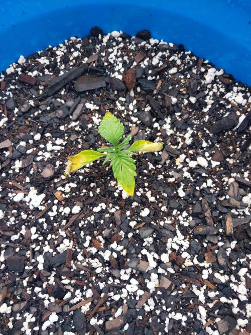 Mango sherbet auto. Week 3